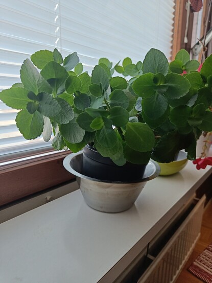 A houseplant with a lot of green leaves 