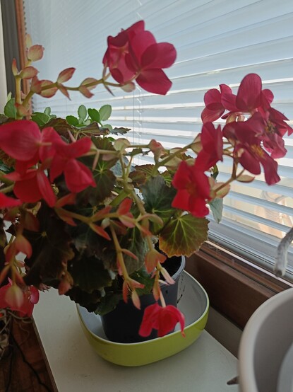 geranium blossoming 