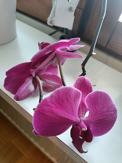 Three red orchid flowers