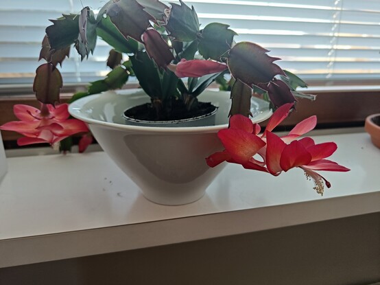 Easter cactus blossoming 