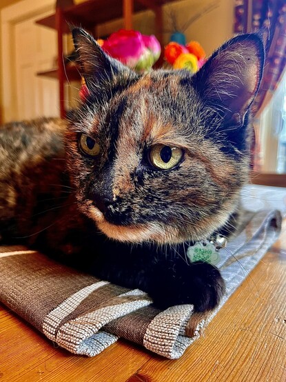 An aging tortoiseshell cat sitting on a table with flowers, taking absolutely none of your bullshit.