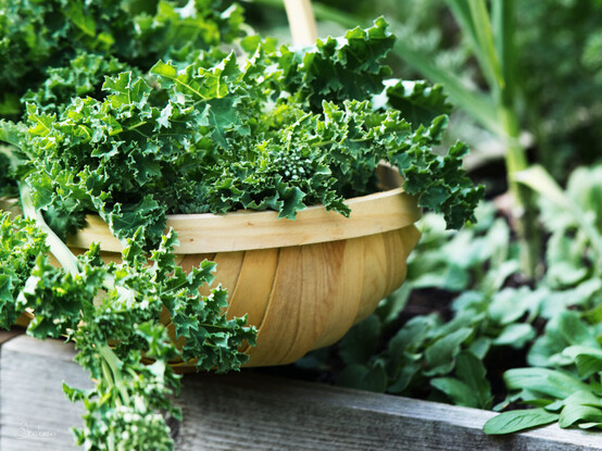 A round wooden basket, filled with delicious homegrown kale, standing on the edge of my vegetable garden.
