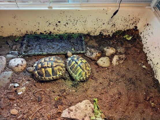 A couple of tortoises made a mess with the water scoop