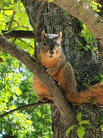 Close up picture of a squirrel sitting on a tree branch staring back at the camera. 