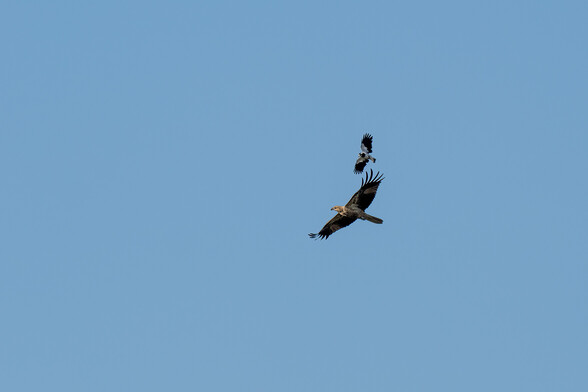 A peewee swooping a whistling kite.