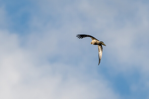 A whistling kite flying in front of white fluffy clouds