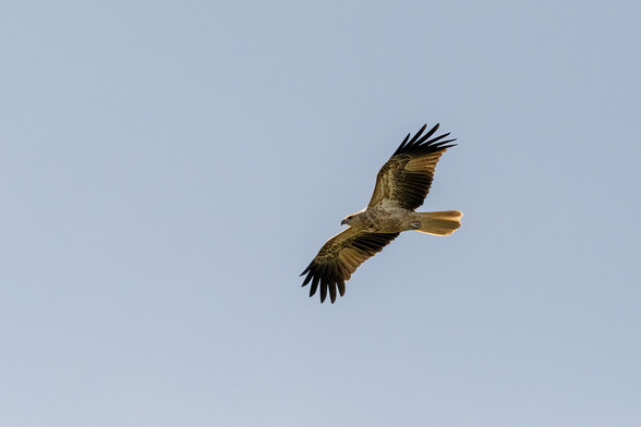 A whistling kite soaring in the sky. 