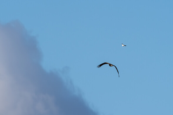 A whistling kite with clouds in the background