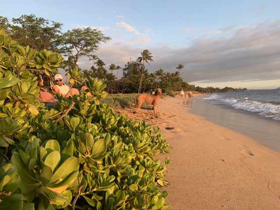 Golden hour on a crescent beach. Dog looking at the camera and a family walking further down the beach.