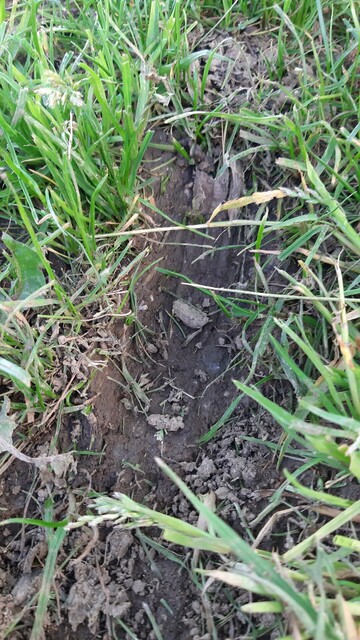 mower wheel dug the grass