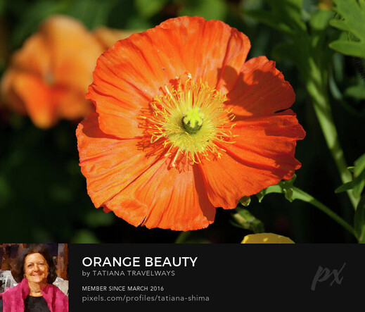 Close-up on a beautiful vibrant orange poppy flower I found on Lake Constance, Lindau, Germany in a beautiful day of May