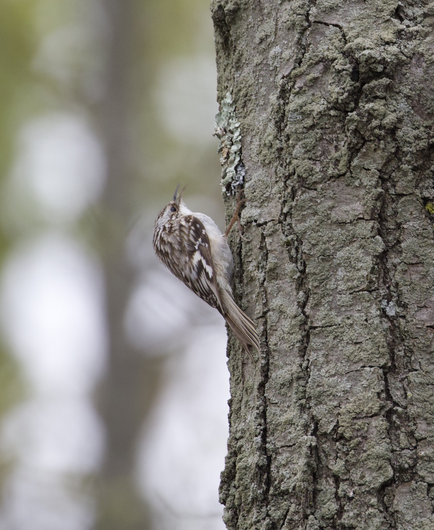 A photo of a brown creeper clinging to the side of a tree trunk.