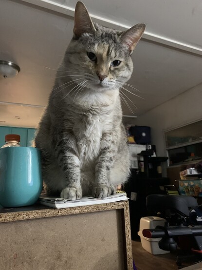 A white cat with gray accents sitting on top of a notebook that is on top of a bookcase. She is looking down at her owner who is not in the picture. 