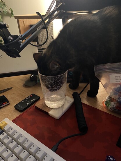 My cat is head deep in my cup to get the bits of water on the bottom even though there's a full bowl of fresh water in the hallway