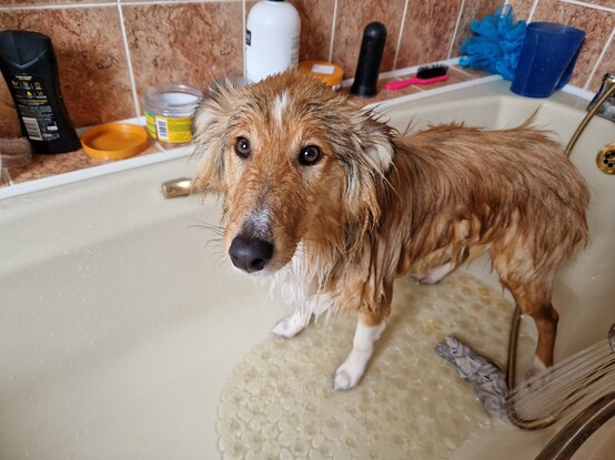 Picture of a wet Shetland Sheepdog standing in a bath after being washed.