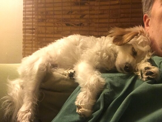 Max, a one year old Maltese-Bichon mix (best guess) asleep atop the sofa.