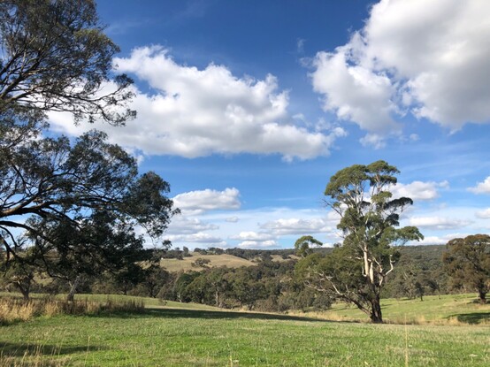 View over browning rolling hills past large eucalypts