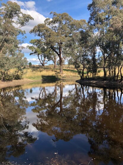 Reflection of tall eucalyptus in surface of dam