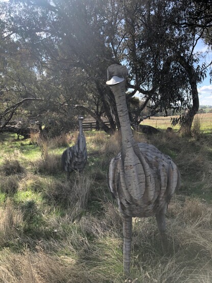 Two life-sized emus made of corrugated iron in bush setting