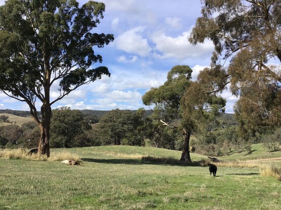 Green hill in foreground, framed by large eucalyptus trees and a small black calf, with blue sky and fluffy clouds