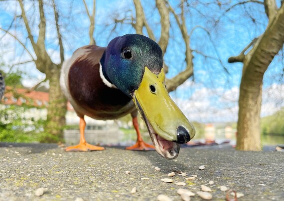 A male mallard eatings seeds from a concrete bench in front of trees and buildings, a river visible in the background, too. Due to the wide angle of my phone lens, the tip of its beak looks much bigger than in reality, almost spoonbill-like.