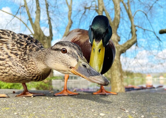 The same mallard, now joined by its mate, looking curious.
