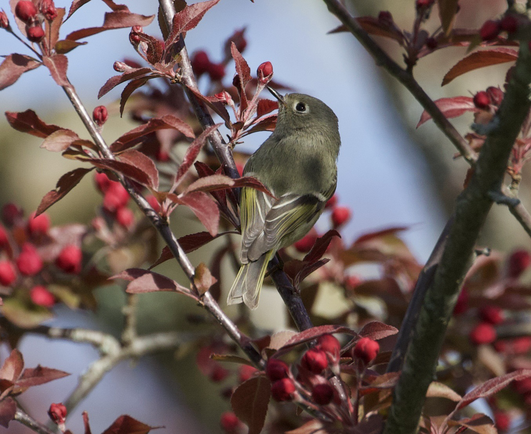 A photo of a ruby crowned kinglet perched in a tree surrounded by red buds and leaves.