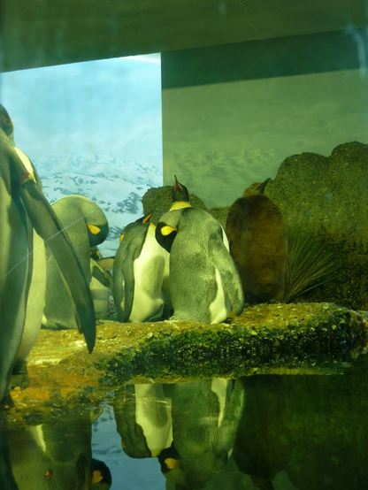A bunch of King Penguins by the water, one of them still covered in brown chick feathers.