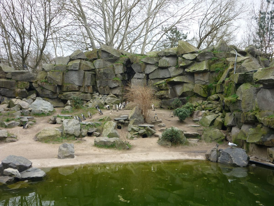 Lots of African Penguins among the rocks by the water.