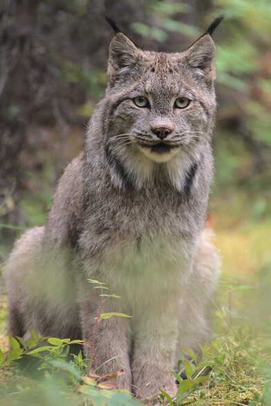 Canada Lynx at Horseshoe Lake near the Denali National Park Entrance. In this captivating portrait, the elusive wildcat looks directly into the camera, showcasing its striking facial features and powerful presence. The composition highlights the lynx's incredible beauty and stealth, offering viewers a rare glimpse into the world of this magnificent predator.