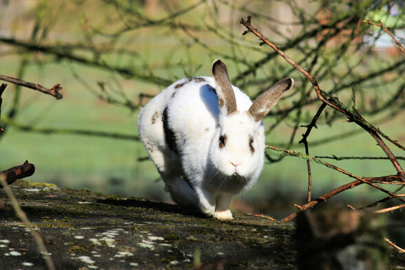 Die Kaninchen Familie Ostermann im Land der Tiere
