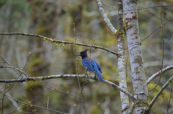 A Steller's Jay sitting in a tree, screaming