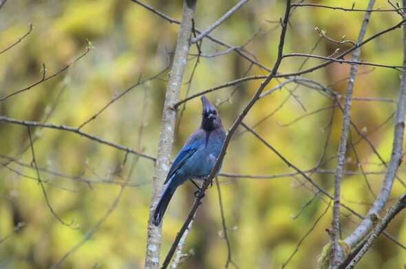 A Steller's Jay staring intently at the viewer with bright yellow/green foliage in the background