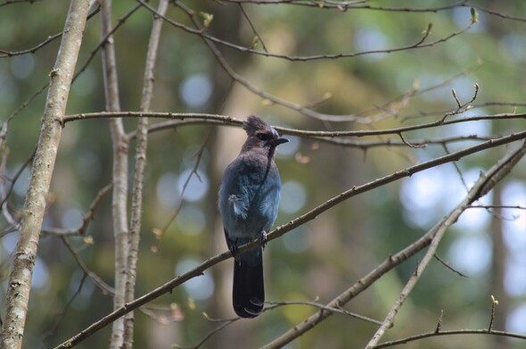 A Steller's Jay seen slightly from underneath. This one is paler in color than the rest.
