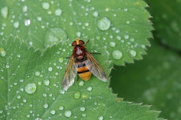 #Stadsreus #VolucellaZonaria #HornetHoverfly #HornissenSchwebFliege