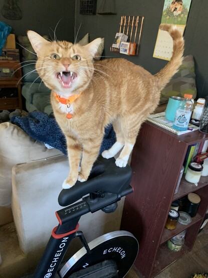 An orange cat perched on an indoor bike. He is mid meow and looks ferocious 