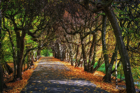 Picturesque tree tunnel in the Oliwa Park (Oliwski) in city of Gdansk in Poland. The fairy-like alley in autumn with beech trees forming an intertwined canopy overhead, making a natural archway. Branches twist and turn, creating a roof that filters the sun, casting dappled light on the path below with fallen leaves. Originally this enchanting historic park was founded in the 15th century by the Cistercians monks as a monastery garden.