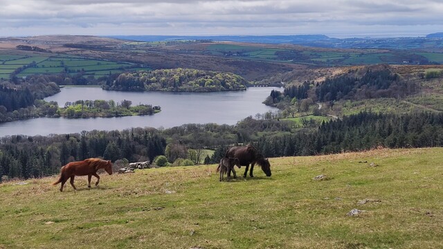 Wild ponies and newborn foal grazing on Peak Hill, Dartmoor National Park, South West England. Spring sunshine and Burrator Reservoir visible behind.