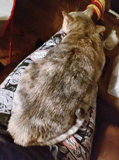 Photo of a tabby-tortie stretched out on the legs of a human woman who is wearing Wonder Woman pj pants and striped socks.