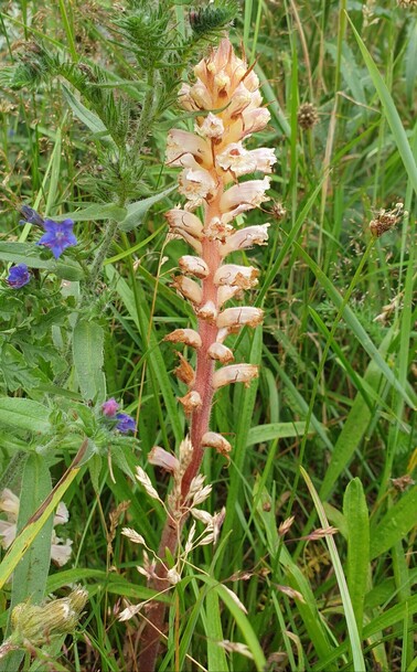 #BitterkruidBremraap #OrobanchePicridis #OxtongueBroomrape #BitterrautSummerwurz