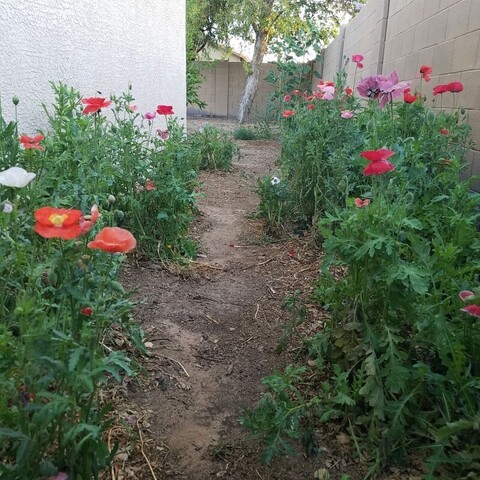 early morning view of a side yard of a house with assorted colored poppies in bloom.