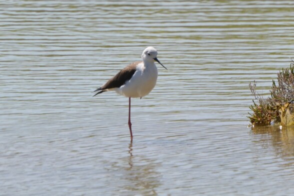 #StelKluut #HimantopusHimantopus #BlackWingedStilt #SteltenLäufer