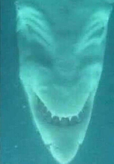 Green-hued pic of a shark's head that looks like a fright-mask