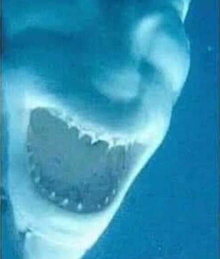 Blue-hued underwater pic of a shark with its mouth wide open, resembling a human face