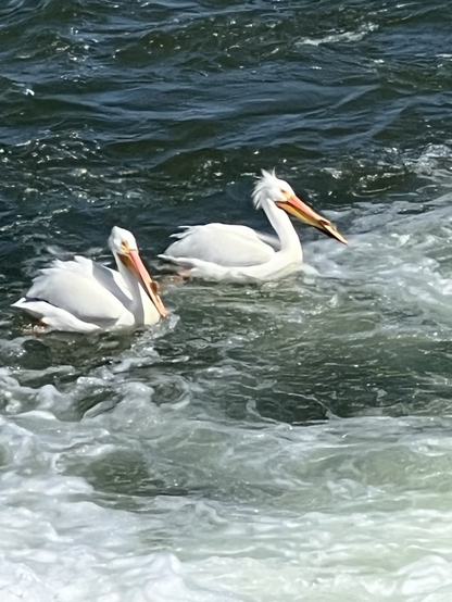 Pelicans catching fish 