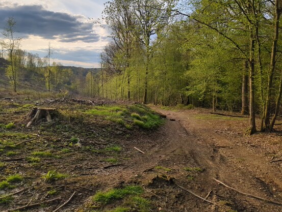 Chemin Ardennais