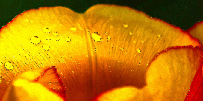 Manipulated macro photograph of rain drops on a tulip petal by T. Cameron.
