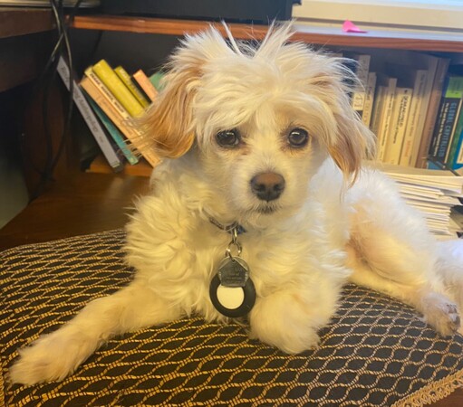 A shaggy Max.