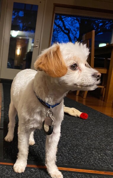 Max newly shorn, gazing meaningfully to the right.