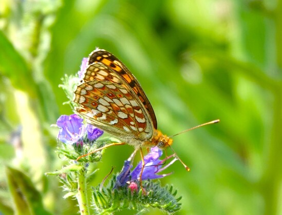 #DuinParelmoerVlinder #FabricianaNiobe #NiobeFritillary #MittlererPerlmutterFalter